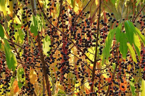 plant  fruit  branches