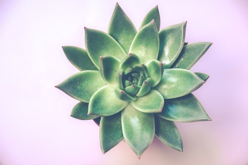 plant  succulent plant  background