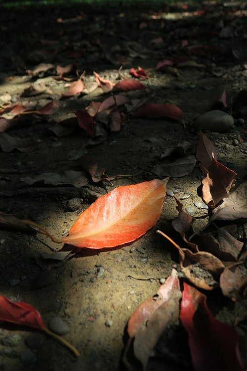 plant  dead leaves  leaf