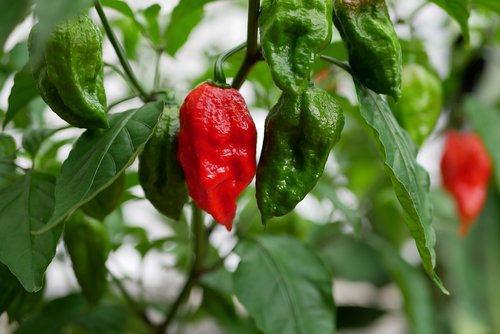 plant  ghost pepper  heat