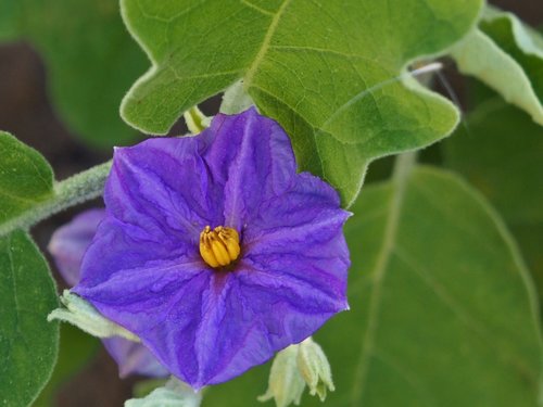 plant  violet  purple