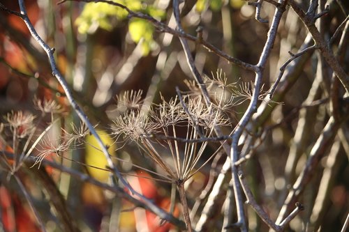 plant  nature  autumn