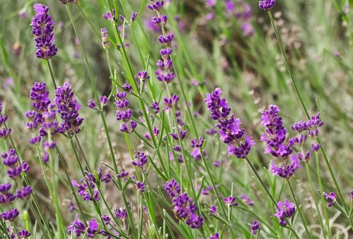plant  lavender  flowers
