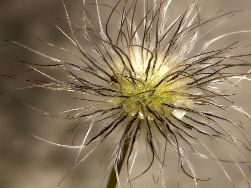 plant macro close