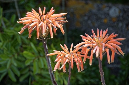 plant  aloe perfoliata  flowers