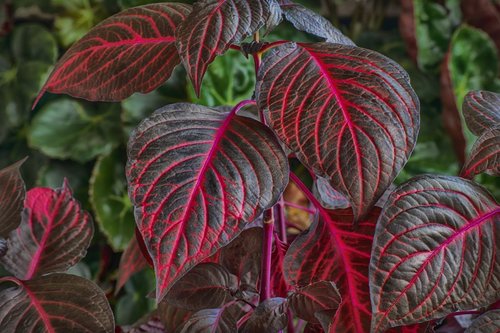 plant  leaf  red