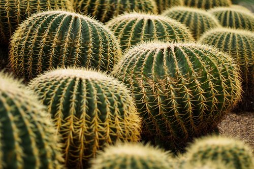 plant  green  cactus