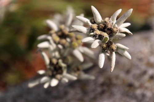 plant  gray  mountain