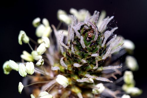 plant  bud  flower