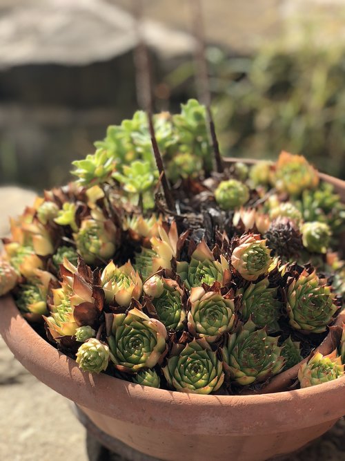 plant  mediterranean  blossom