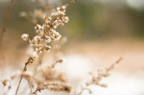 plant  fall  nature