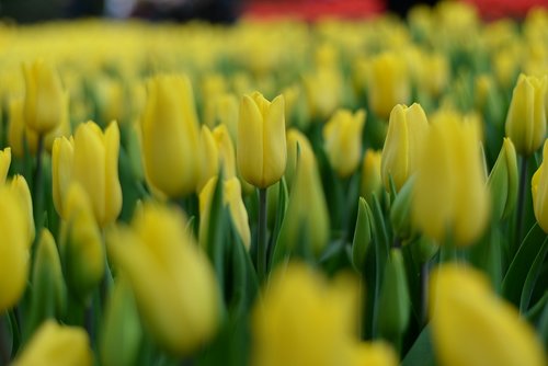 plant  flower  tulip