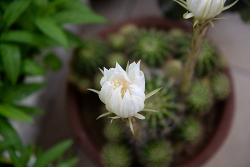 plant  flower  prickly pear flower