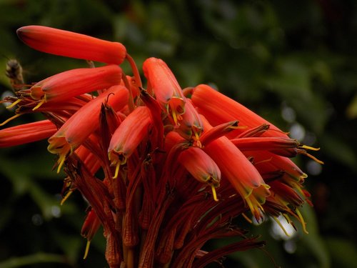 plant  bloom  nature