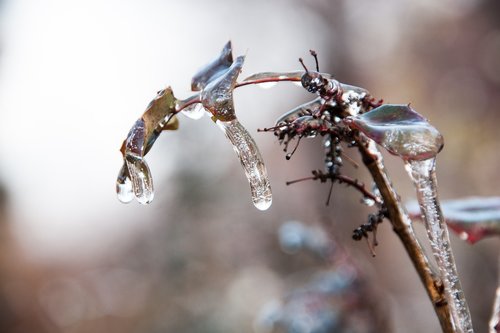 plant  ice  freezing rain