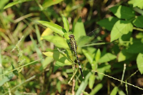 plant  green  dragonfly