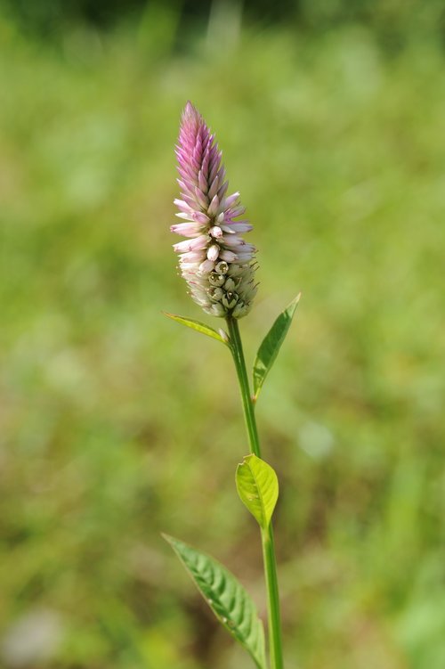 plant  flowers  green