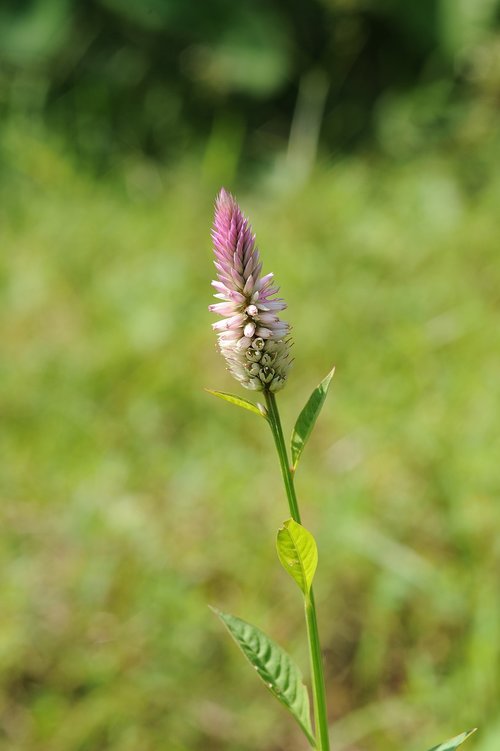 plant  flowers  green