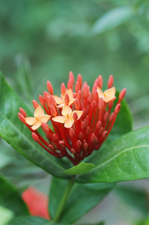 plant  flowers  red