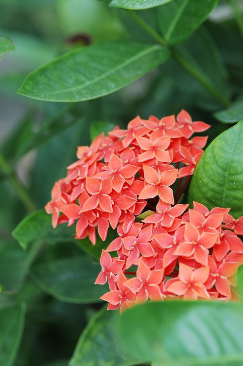 plant  flowers  red