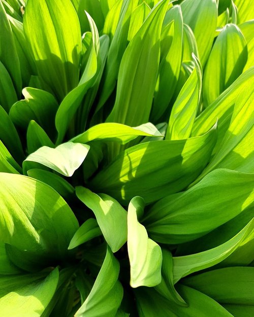 plant  ramsons  green