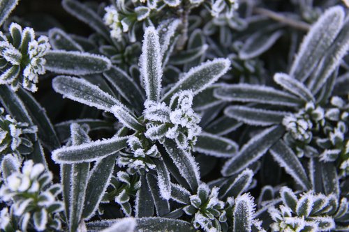plant  have  frost