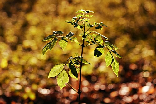 plant  stalk  leaf