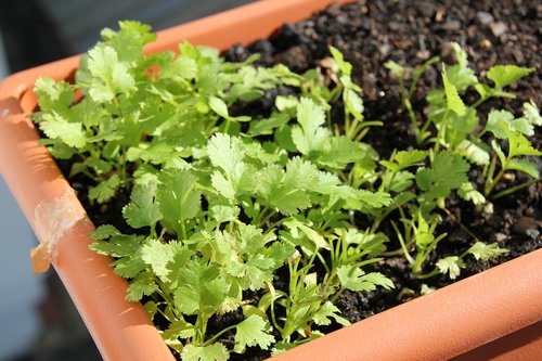 plant  parsley  food