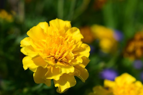 plant  flower  petal