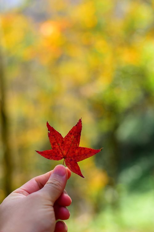 plant  leaf  maple