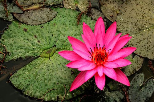 plant  flower  pond