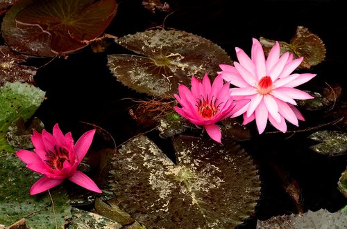 plant  lotus  pond