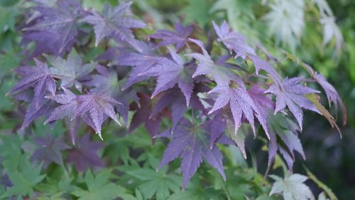 plant  nature  garden