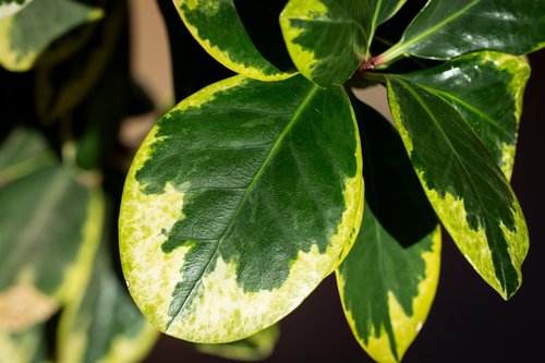 plant  houseplant  leaf