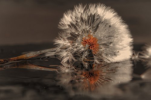 plant  dandelion  meadow