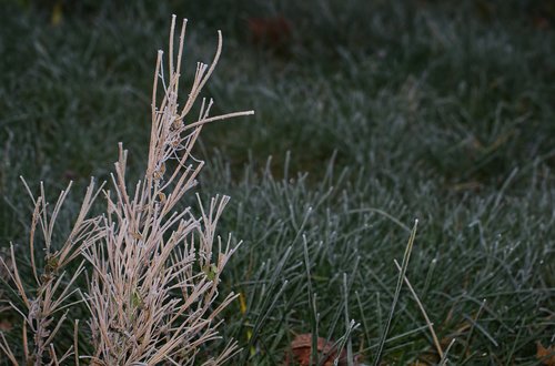 plant  winter  ice