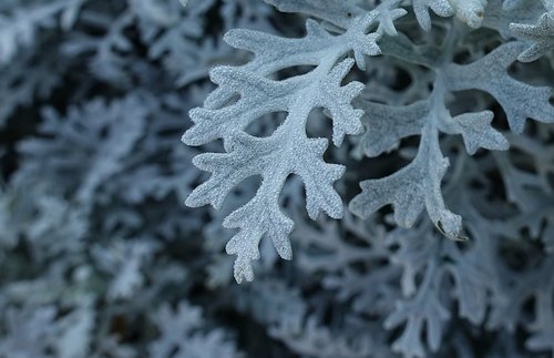 plant  leaves  nature