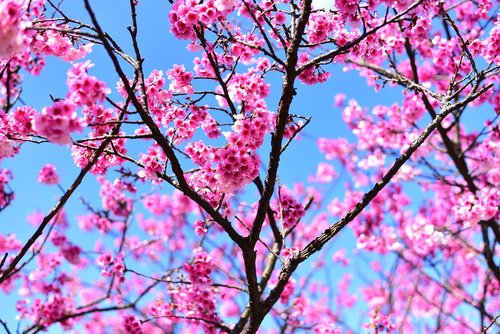 plant  flower  cherry blossom