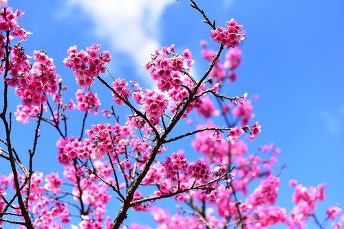 plant  flower  cherry blossom