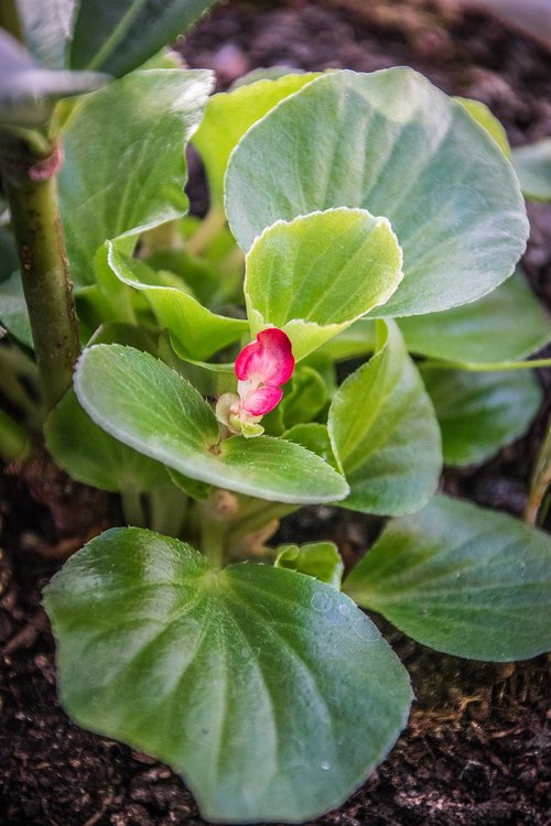 plant  flower  flora