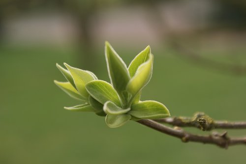 plant  green  nature