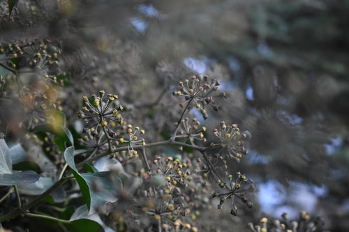 plant  flower  background