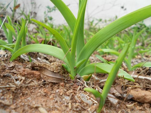 plant green nature