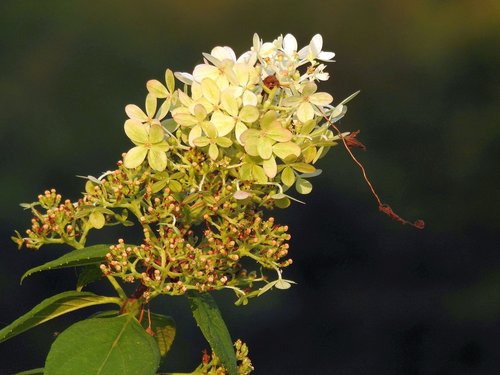 plant  blossom  bloom