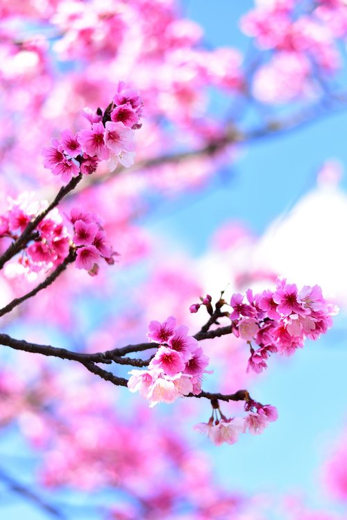 plant  flower  cherry blossom