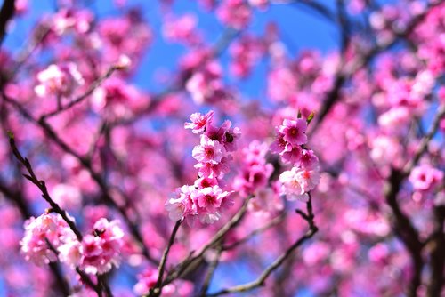 plant  flower  cherry blossom