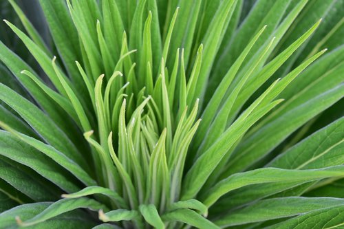 plant  green plant  leaves