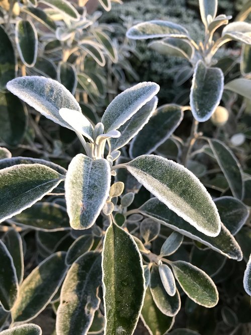 plant  bush  frost