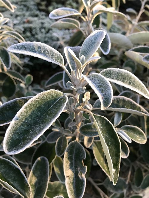 plant  bush  frost