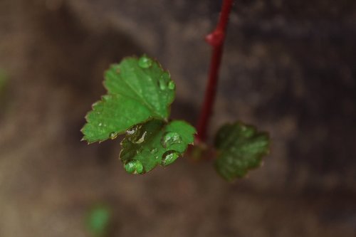 plant  nature  leaf